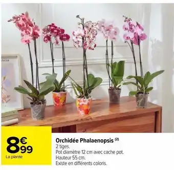 Carrefour Market Orchidée phalaenopsis offre