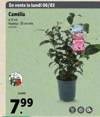Lidl Camélia offre