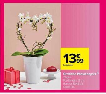 Carrefour Market Orchidée phalaenopsis offre