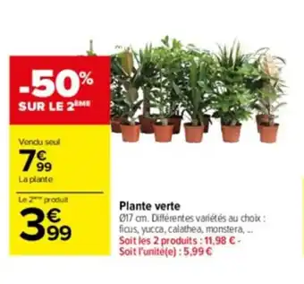 Plante verte