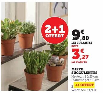 Super U Mixte succulentes offre