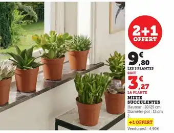 Super U Mixte succulentes offre