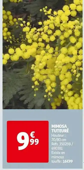 Auchan Mimosa tuteuré offre