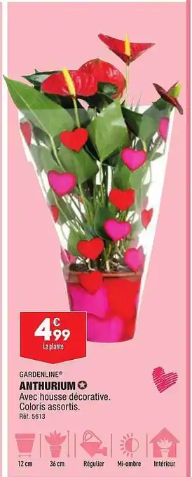 ALDI Anthurium gardenline offre