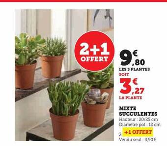 Super U Mixte succulentes offre