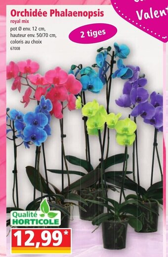 Norma Orchidee Phalaenopsis offre