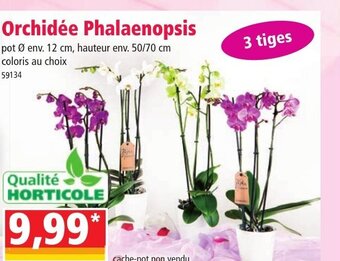 Norma Orchidee Phalaenopsis offre