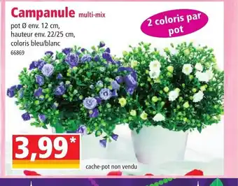 Norma Campanule offre