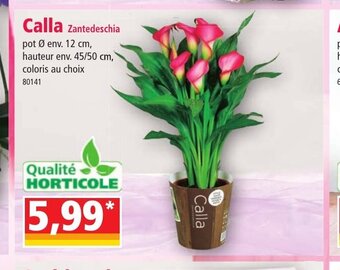 Norma Calla offre