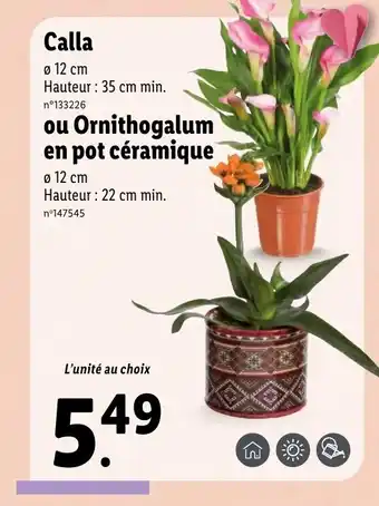 Lidl Calla offre