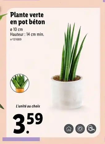 Lidl Plante verte en pot béton offre