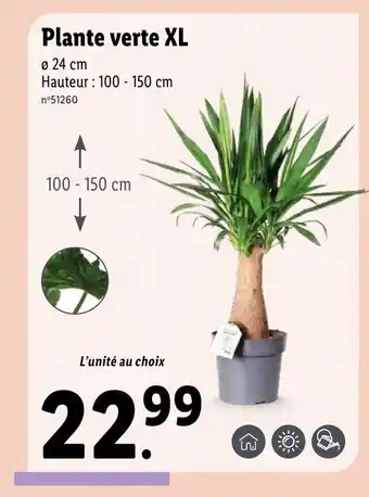 Lidl Plante verte XL offre