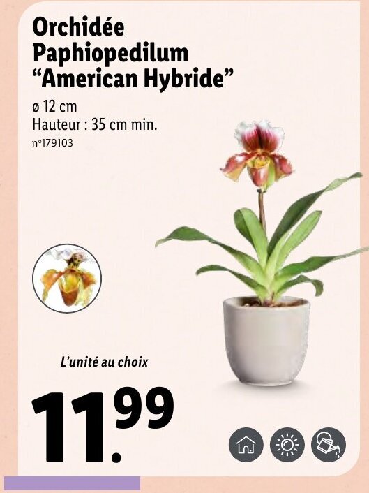 Promo Orchidée paphiopedilum "american hybride" chez Lidl