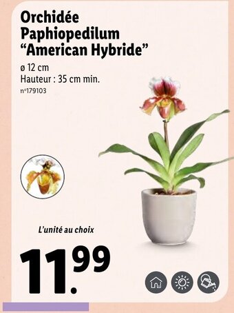 Lidl Orchidée paphiopedilum "american hybride" offre