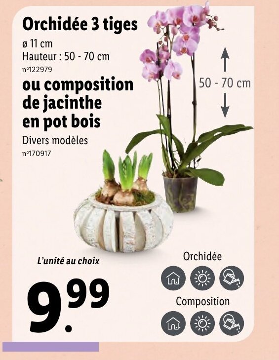 Promo Orchidée 3 tiges chez Lidl