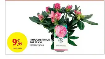 Intermarché Rhododendron pot 17 cm offre