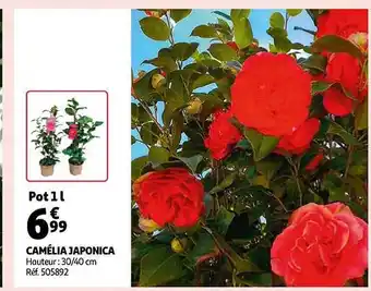 Auchan Camélia japonica offre