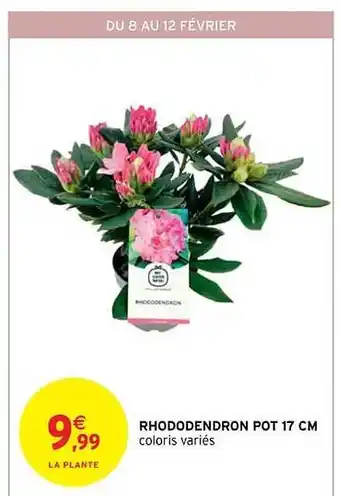 Rhododendron pot 17 cm