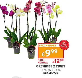 Trafic Orchidée 2 tiges offre