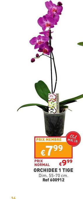 Trafic Orchidée 1 tige offre