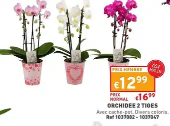 Trafic Orchidée 2 tiges offre