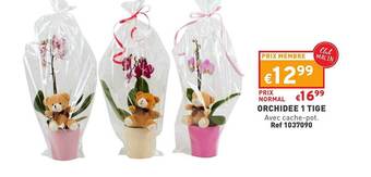 Trafic Orchidée 1 tige offre