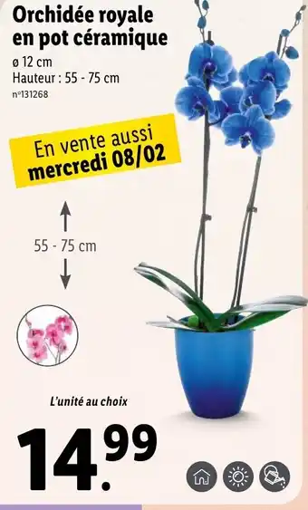 Lidl Orchidée Royale En Pot Céramique offre