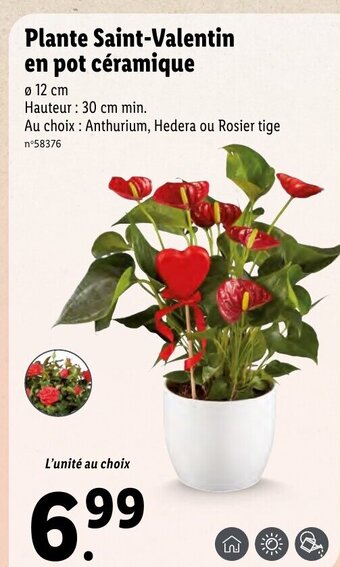 Lidl Plante Saint-Valentin En Pot Céramique offre