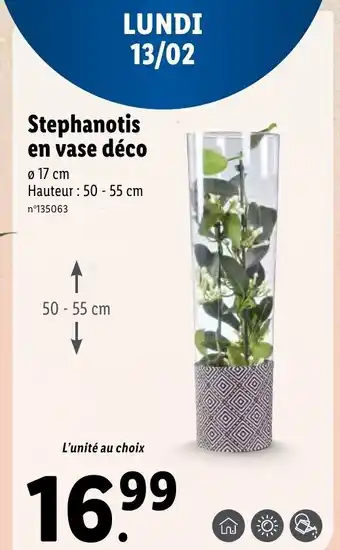 Lidl Stephanotis En Vase Déco offre