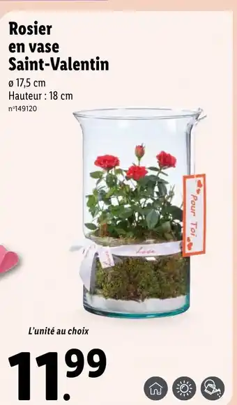 Lidl Roiser En Vase Saint-Valentin offre