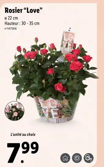 Lidl Rosier "Love" offre