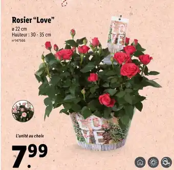 Roiser "Love"