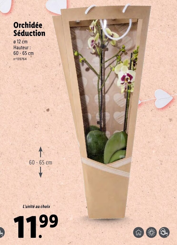 Promo Orchidée Séduction chez Lidl