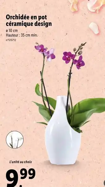 Lidl Orchidée En Pot Céramique Design offre