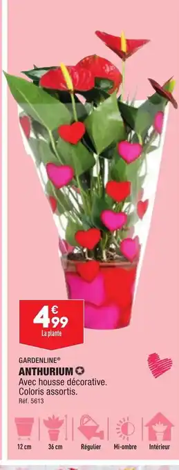 ALDI Anthurium offre