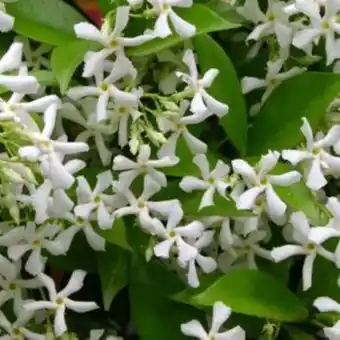 Jasmin étoilé - trachelospermum