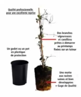 E.Leclerc Brico Willemse collection de plantes grimpantes à floraisons abondantes offre