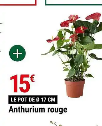 Anthurium rouge