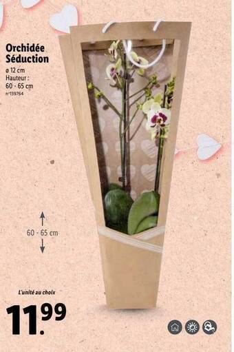 Lidl Orchidée séduction offre