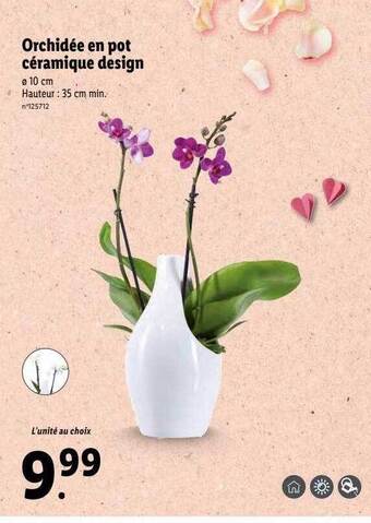 Lidl Orchidée en pot céramique design offre
