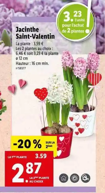 Lidl Jacinthe saint-valentin offre