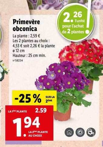 Primevère obconica