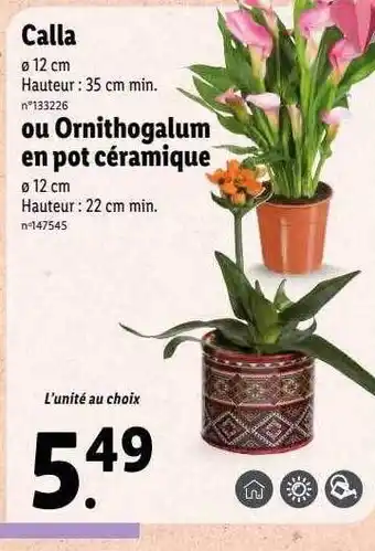 Lidl Calla ou ornithogalum en pot céramique offre