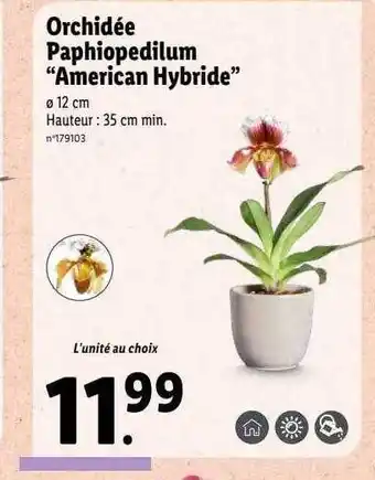 Lidl Orchidée paphiopedilum offre