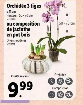 Lidl Orchidée 3 tiges ou composition de jacinthe en pot bois offre