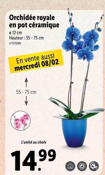 Lidl Orchidée royale en pot céramique offre