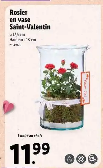 Lidl Rosier en vase saint-valentin offre