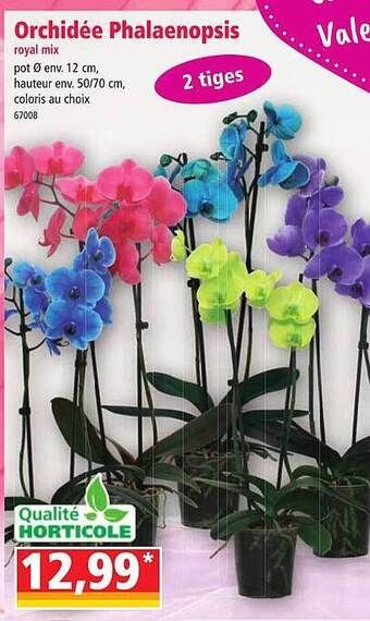 Norma Orchidée phalaenopsis offre