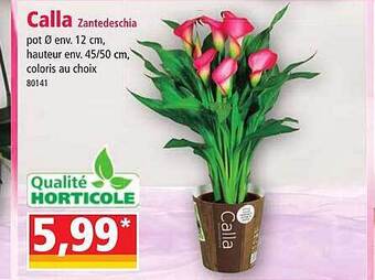 Norma Calla zantedeschia offre