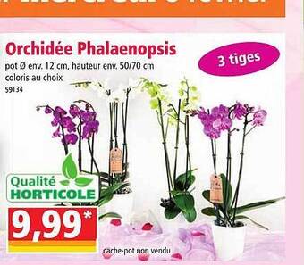 Norma Orchidée phalaenopsis offre